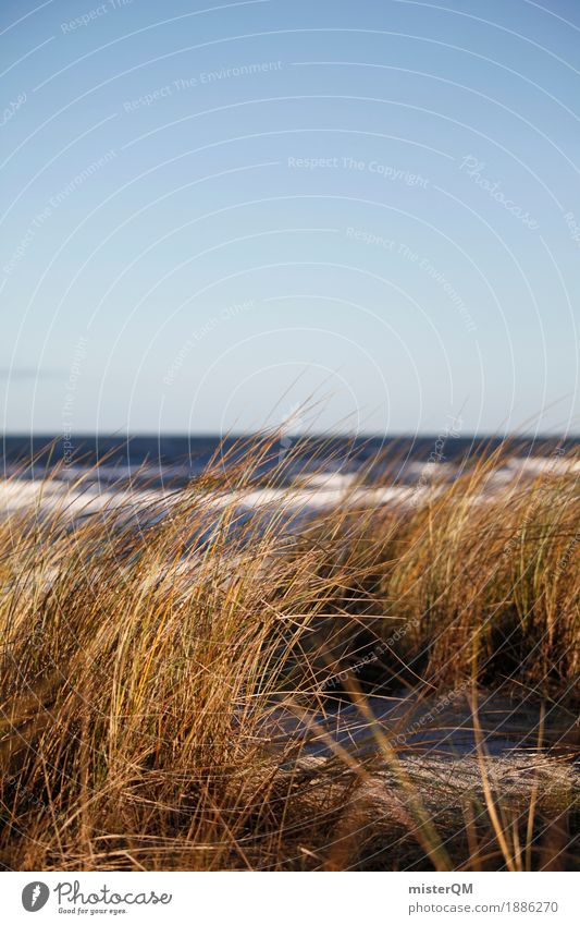 Dune grass V Art Esthetic Baltic Sea Baltic island Coast Grass Grassland Marram grass Beach dune Ocean Summer Summer vacation Germany Vacation & Travel