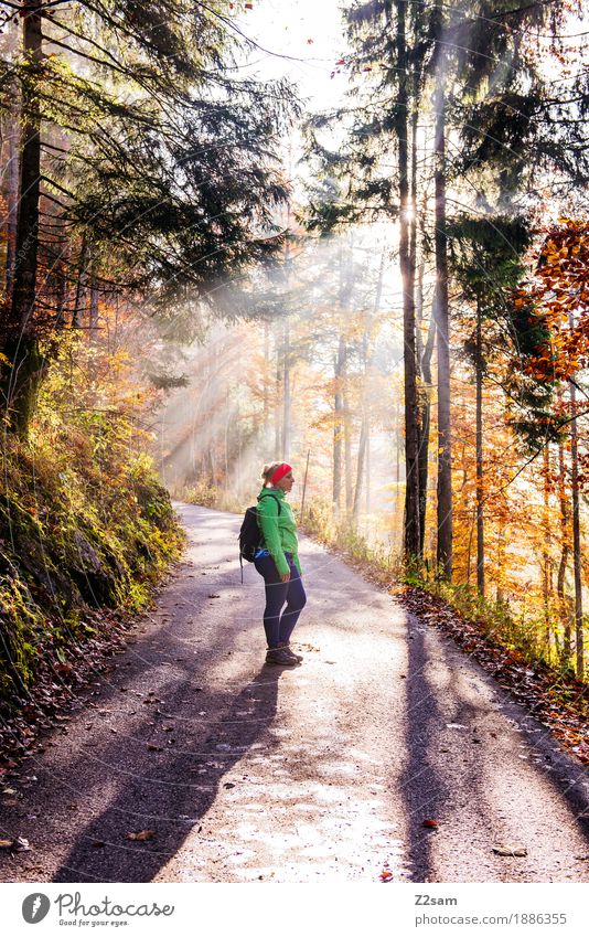 enlightenment Adventure Mountain Hiking Sports Young woman Youth (Young adults) 18 - 30 years Adults Nature Sun Autumn Beautiful weather Tree Bushes Forest Alps