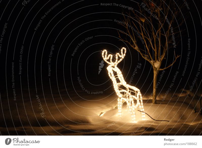 Reindeer in the snow Winter Snow Feasts & Celebrations 1 Animal Fairy lights Illuminate Moody Colour photo Exterior shot Deserted Copy Space left Evening