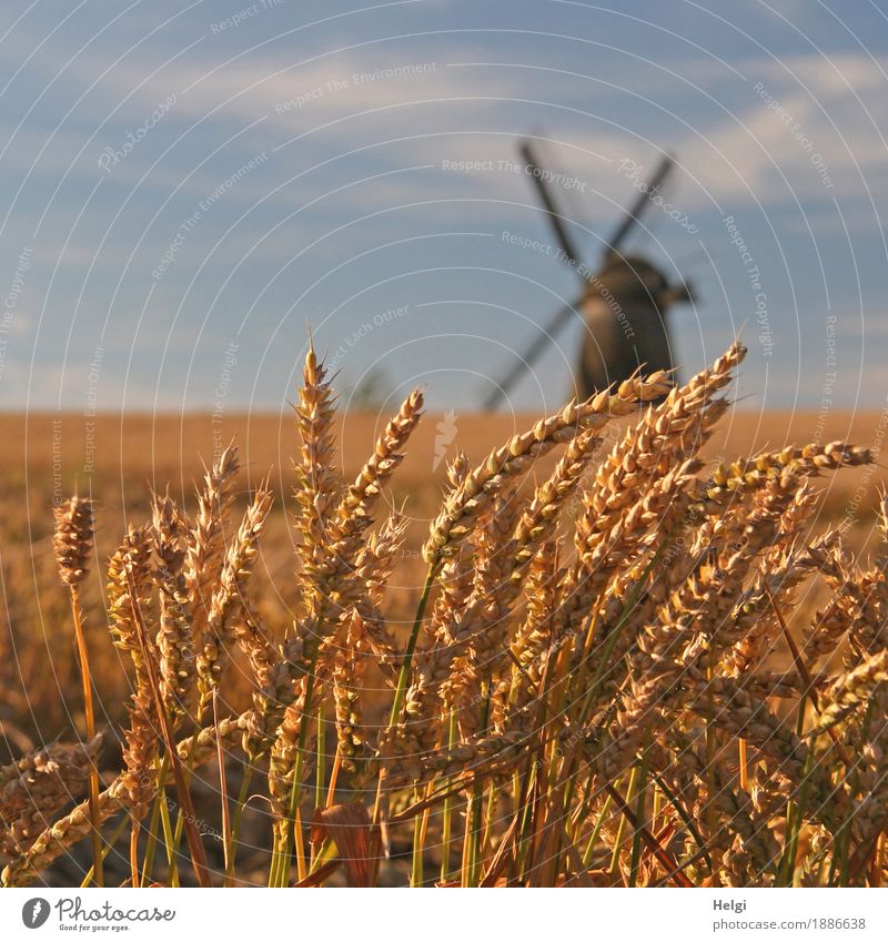 Summer in the country II Food Grain Wheat Cornfield Ear of corn Environment Nature Landscape Plant Sky Beautiful weather Agricultural crop Field