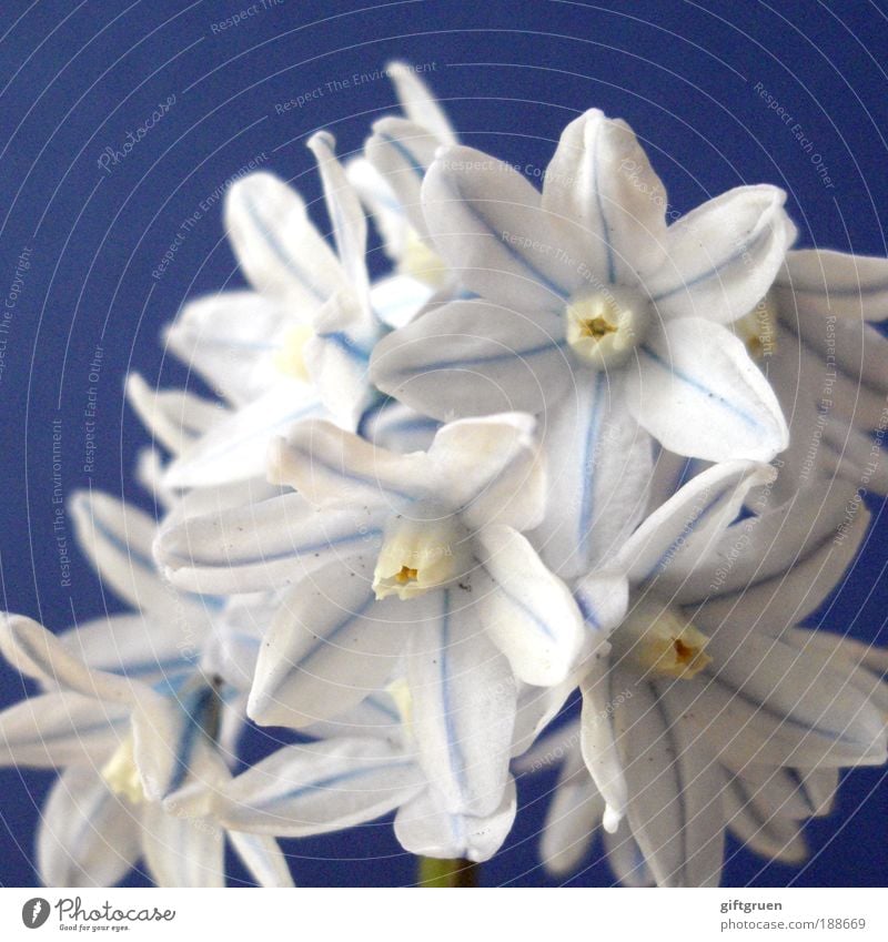 snowflakes Nature Plant Spring Flower Blossom Bouquet Blossoming Growth Esthetic Elegant Happiness Fresh Beautiful Small Natural Clean Blue White