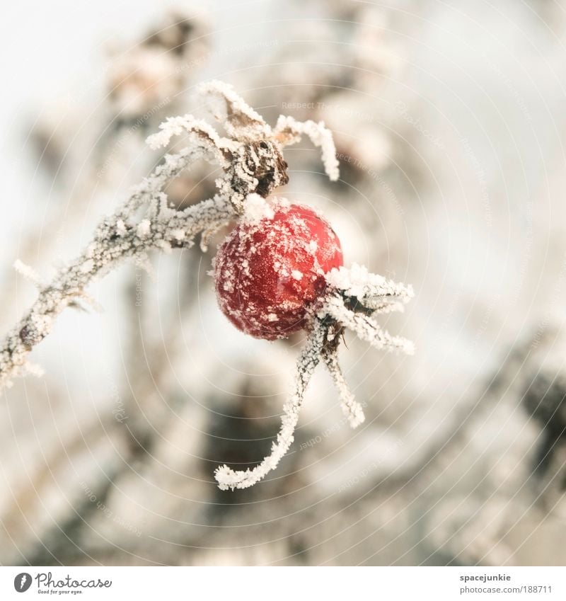 Red balloon Nature Winter Ice Frost Snow Plant Bushes Rose Wild plant Park Old Freeze Cold Fruit Colour photo Exterior shot Day Shallow depth of field