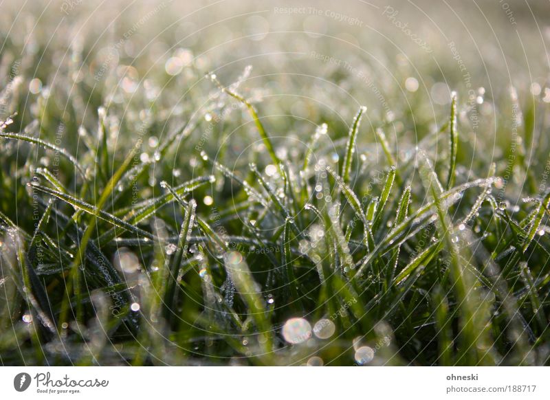 rope Environment Nature Plant Earth Water Drops of water Winter Beautiful weather Ice Frost Grass Meadow Wet Natural Green Calm awakening Hope Colour photo
