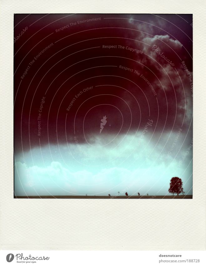 let there be dark. Nature Landscape Plant Climate Bad weather Storm Threat Polaroid Tree Loneliness Thunder and lightning Analog Weather Rain Gale Clouds Gray