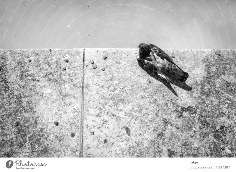 Pigeon at the abyss Deserted Cornice Concrete slab Edge Wild animal 1 Animal Crouch Looking Gloomy Town Old Wound City life Black & white photo Exterior shot