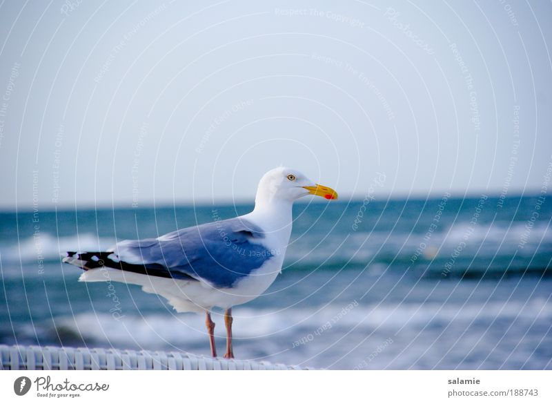Looking ahead Water Waves Coast Baltic Sea Animal Wild animal Bird Seagull 1 Near Curiosity Colour photo Exterior shot Deserted Copy Space right Day