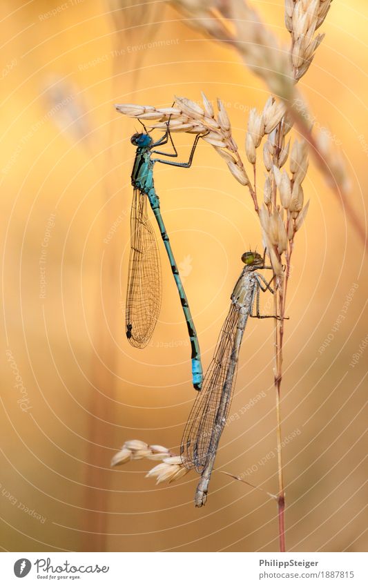 hang out Summer Beautiful weather Grass Meadow Animal Dragonfly 2 Esthetic Yellow Gold Spring fever Warm-heartedness Damselfly Insect Blade of grass Couple
