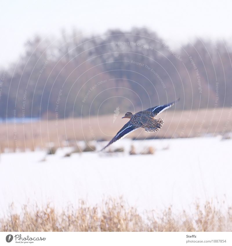 winter duck flight wild Duck entenflug Wild bird winter landscape Domestic Snow Snowscape Duck pond Flying Glider flight Winter's day Snow layer birdwatching