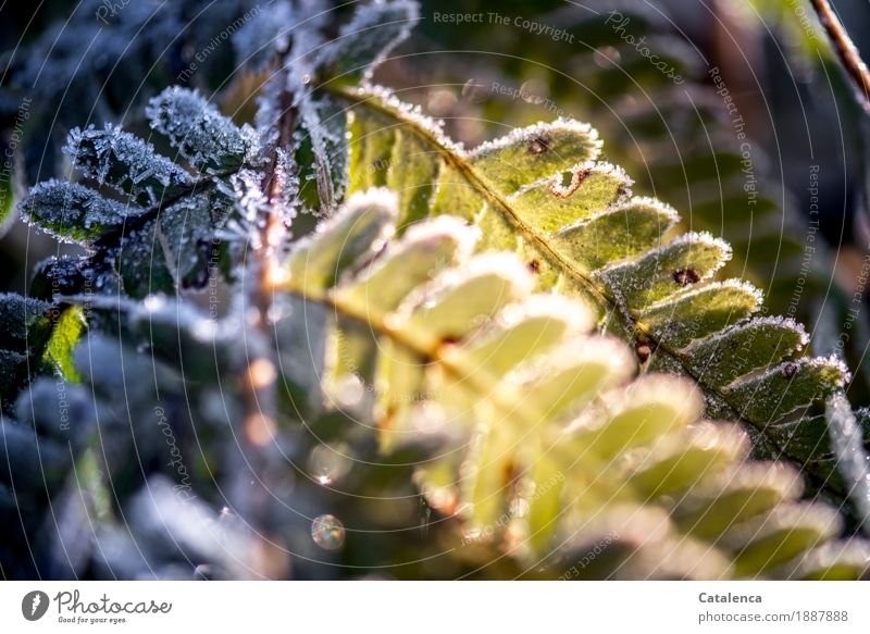 Shade and sunny sideFrost on fern leaves Nature Plant Sun Winter Beautiful weather Ice Leaf Foliage plant Fern leaf Garden Forest Glittering Cold pretty Yellow