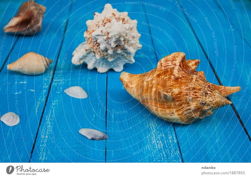Seashells on a blue wooden background Beautiful Vacation & Travel Summer Ocean Nature Wood Old Natural Blue Tropical Conceptual design Plank Shell marine