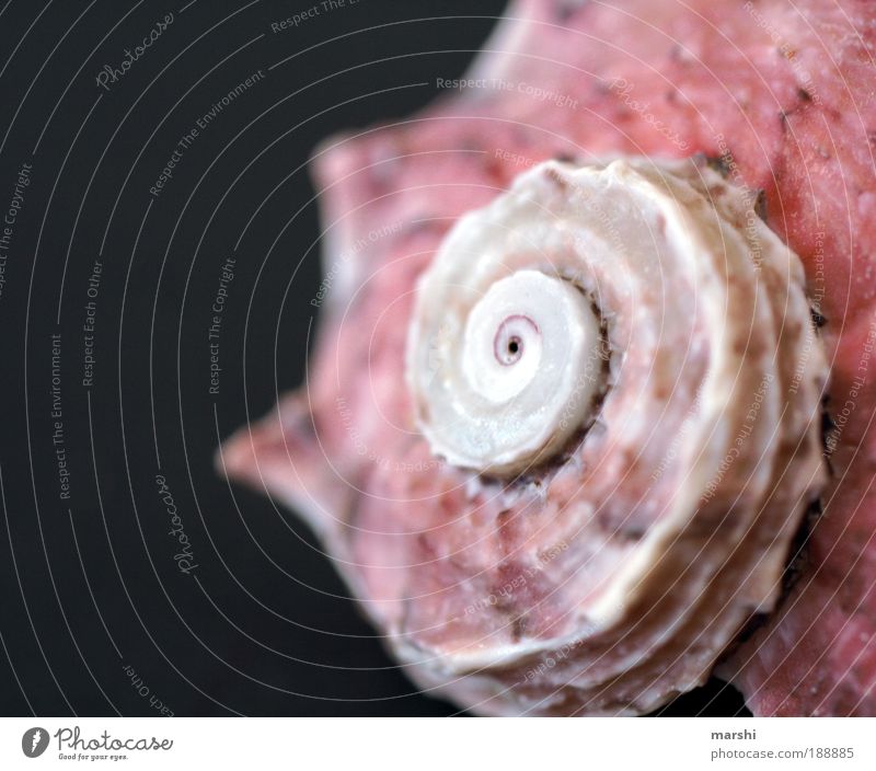 seashell Nature Lakeside Small Pink Red White Mussel Mussel shell Shell-shaped curled Snail shell Living or residing Animal Structures and shapes Colour photo