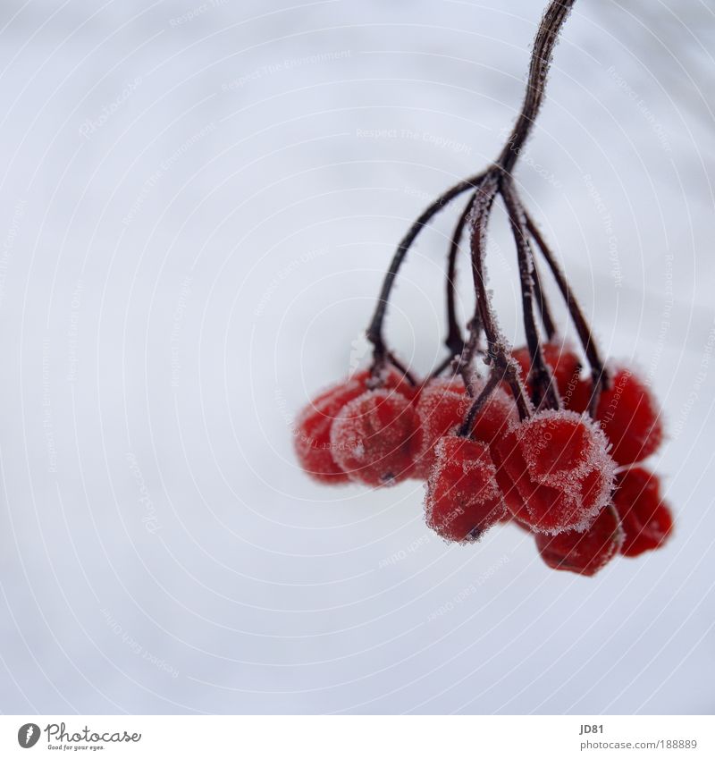 ice fruits Nature Winter Ice Frost Snow Authentic Dry Red White Frozen Berries Rawanberry chill Colour photo Exterior shot Close-up Detail