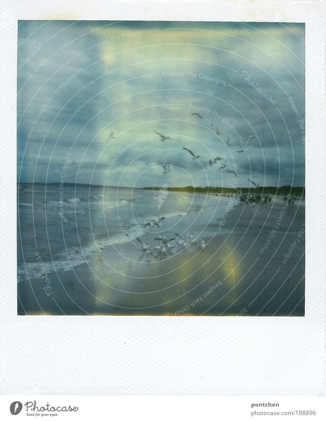 Landscape and nature Polaroid shows sea and flying seagulls Vacation & Travel Tourism Trip Freedom Summer Beach Ocean Waves Human being Group Nature Elements