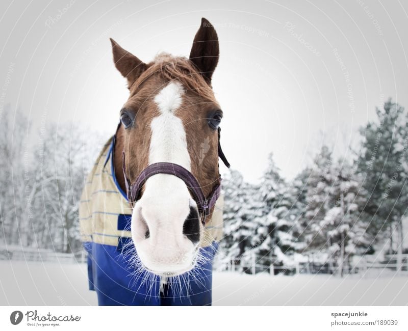 A horse in the snow Equestrian sports Nature Landscape Winter Ice Frost Snow Tree Animal Horse Animal face 1 Brown White Sympathy Love of animals Curiosity