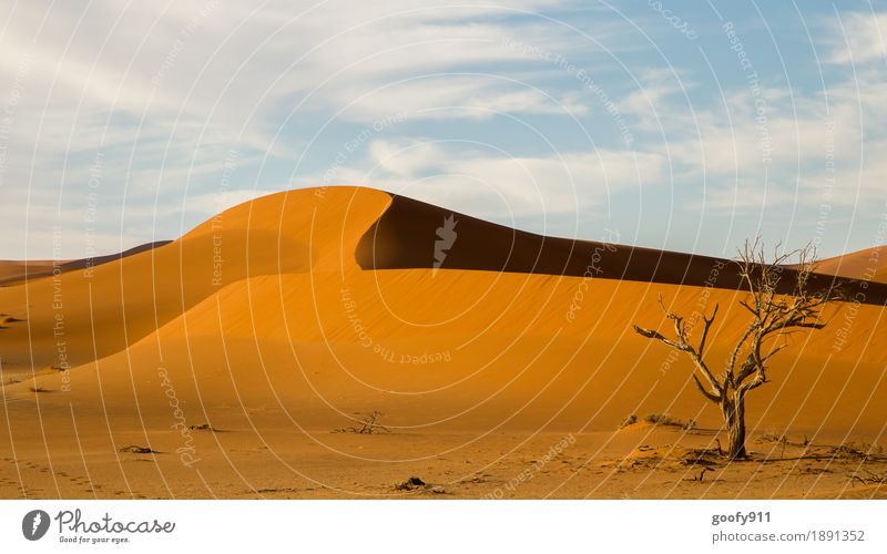 Sossusvlei (Namibia) Environment Nature Landscape Plant Animal Earth Sand Air Sky Clouds Horizon Sunlight Summer Autumn Beautiful weather Warmth Drought Tree