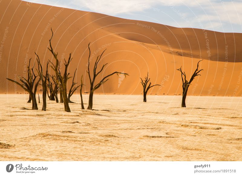 Deadvlei (Namibia) Environment Nature Landscape Plant Elements Earth Sand Air Sky Clouds Sunlight Summer Beautiful weather Warmth Drought Tree Hill Desert Dune