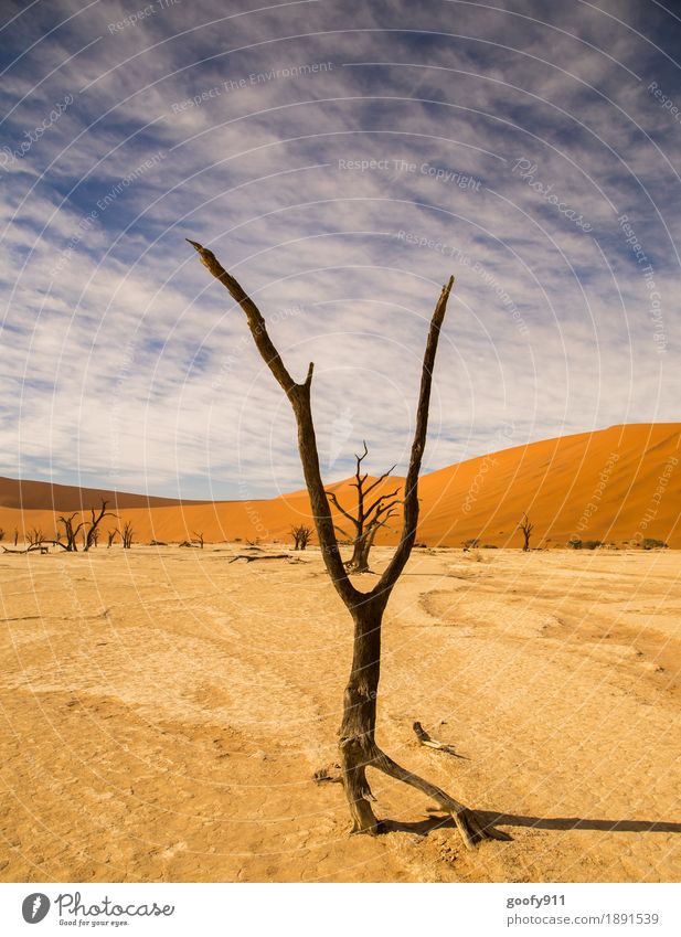 Deadvlei (Namibia) Environment Nature Landscape Plant Elements Earth Sand Air Sky Clouds Sunlight Summer Beautiful weather Warmth Drought Tree Hill Desert Dune