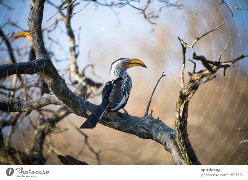 Yellowbilled Hornbill Adventure Far-off places Freedom Sightseeing Safari Summer Nature Landscape Animal Beautiful weather Plant Tree Wild animal Bird Wing 1 2