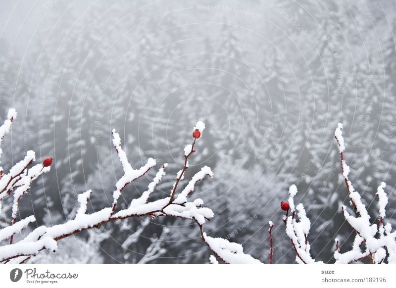3 polar bears Environment Nature Landscape Plant Winter Climate Fog Ice Frost Snow Forest Cool (slang) Bright Cold Gray White Rose hip Branch Twig Berries