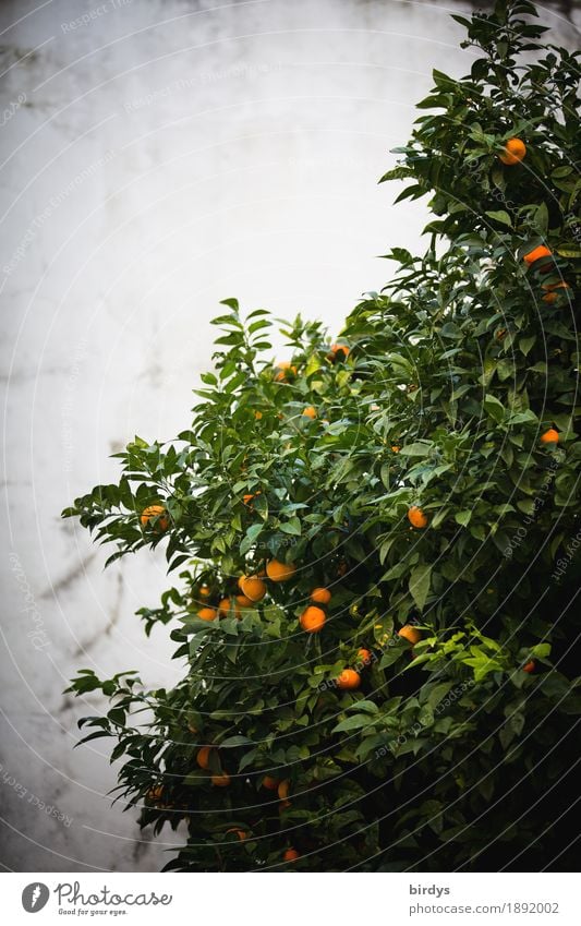 Today Oranges Food Fruit Tree Agricultural crop Fragrance Growth Authentic Fresh Healthy Delicious Positive Juicy Sweet Gray Green Anticipation To enjoy