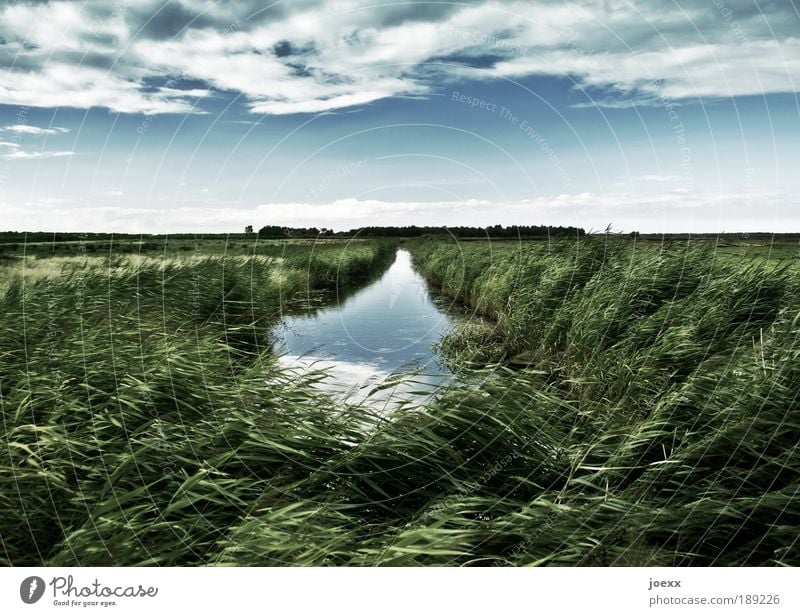 waterway Nature Landscape Plant Water Sky Clouds Climate Wind Grass Foliage plant Bog Marsh Blue Green Freedom Brook Common Reed Horizon Hissing Colour photo