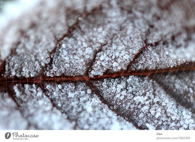 FROSTY Nature Plant Winter Ice Frost Leaf Rachis Garden Cold Brown White Colour photo Subdued colour Exterior shot Detail Macro (Extreme close-up) Deserted Day