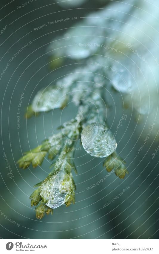 winter look forward Nature Plant Drops of water Winter Ice Frost Leaf Conifer Garden Cold Green White Frozen Colour photo Subdued colour Exterior shot Detail