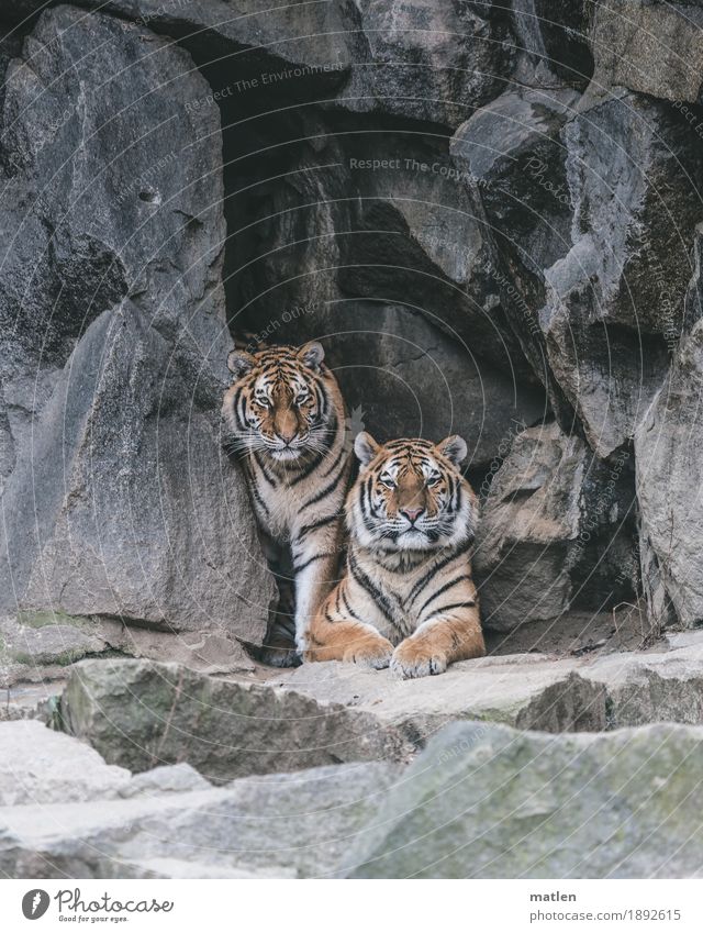 POSING Rock Animal Wild animal Animal face Pelt 2 Brown Gray Tiger Couple Posture Watchfulness Wait Colour photo Subdued colour Exterior shot Close-up Deserted