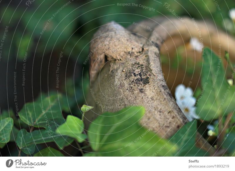 old jug as garden treasure half hidden in ivy Ivy Hedera helix ivy leaves half-hidden Mysterious Treasure chest Water jug Pot Flowerpot Old times Discovery