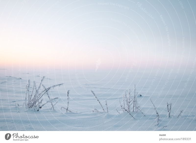 January Environment Nature Landscape Plant Air Sky Cloudless sky Horizon Winter Snow Grass Field Authentic Bright Cold Natural White Beautiful Calm Hope