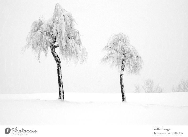 togetherness Nature Landscape Water Winter Fog Ice Frost Snow Plant Tree Park Freeze Cold Clean Gray Black White Calm Tree trunk winter fairy tale Snowscape