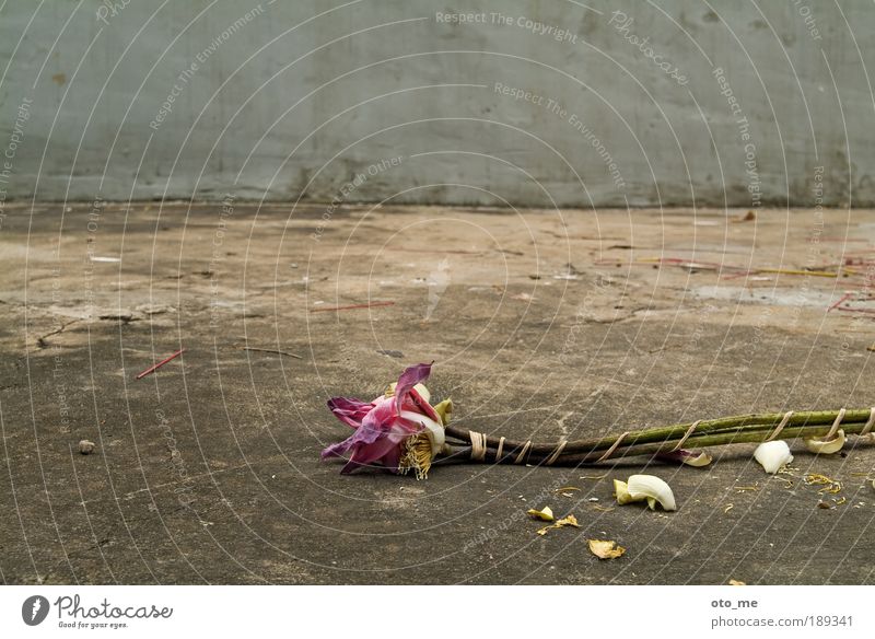 real life Flower Plant Concrete Gray Violet Shabby Death Still Life Limp