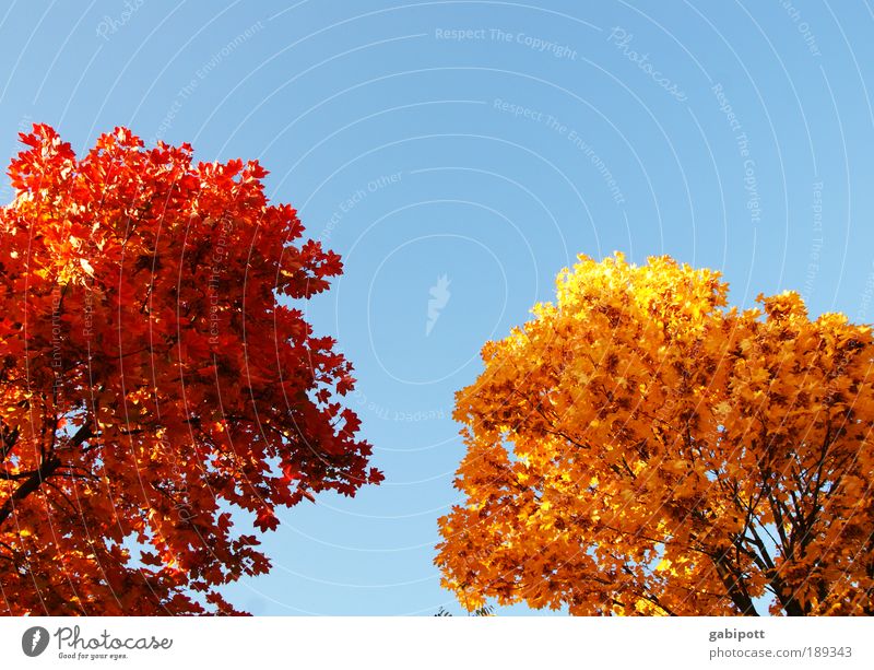 Toner refilled Environment Nature Landscape Sky Autumn Beautiful weather Plant Tree Leaf Deciduous forest Tree trunk Leaf canopy Autumnal colours Relaxation