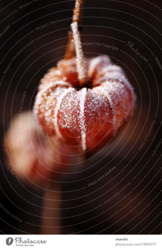 winter light Nature Plant Winter Bushes Leaf Wild plant Garden Moody Cold Chinese lantern flower Orange Seasons Colour photo Exterior shot Close-up Detail