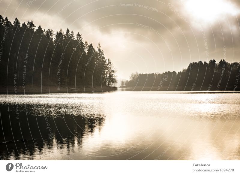 Winter morning at the reservoir Hiking Nature Landscape Plant Water Sky Spruce forest Lakeside Reservoir Freeze Glittering Esthetic Fluid Cold Yellow Black