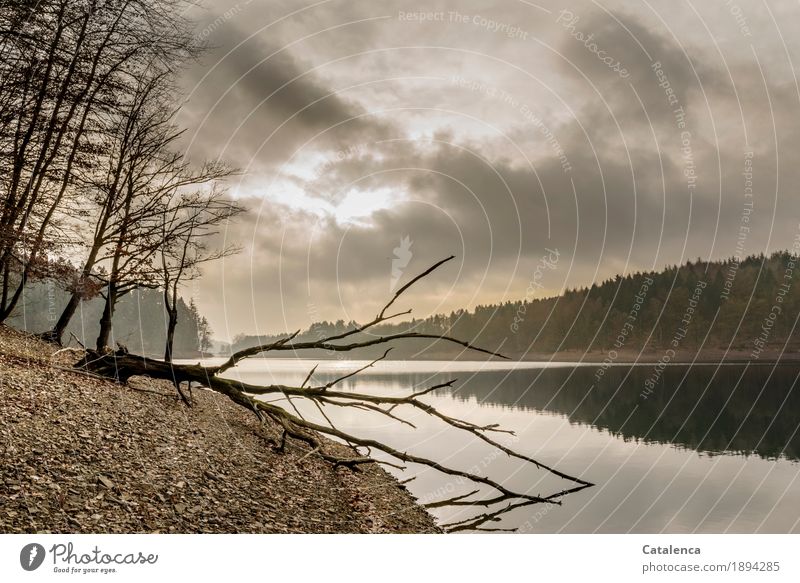 Winter morning on the shore of the reservoir Hiking Nature Landscape Plant Earth Water Clouds Bad weather Tree Spruce forest Beech tree Lakeside Reservoir