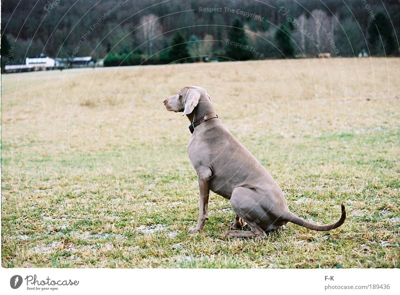 scout Elegant Hunting Animal Pet Dog 1 Observe Looking Wait Esthetic Brown Gray Green Winter Nature Landscape Edge of the forest Smart Meadow To go for a walk