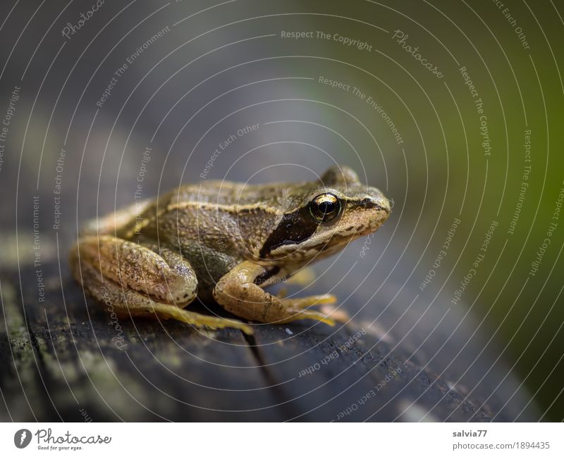 keep the overview Environment Nature Animal Tree trunk Field Forest Wild animal Frog Animal face Grass frog Amphibian 1 Observe Crouch Small Above Brown Gray