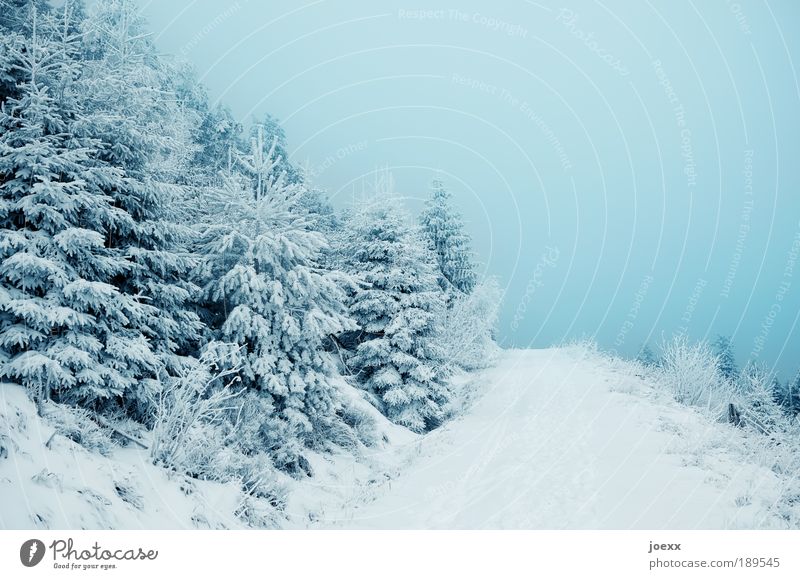 Into the blue Nature Sky Winter Snow Tree Forest Lanes & trails Cold Blue Loneliness Relaxation Eternity Hope Coniferous forest Snowscape Fog Colour photo