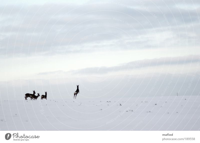 reanimation Nature Landscape Animal Sky Winter Ice Frost Snow Field Hill Wild animal 4 Group of animals Movement Walking Jump Blue Brown Gray White Appetite
