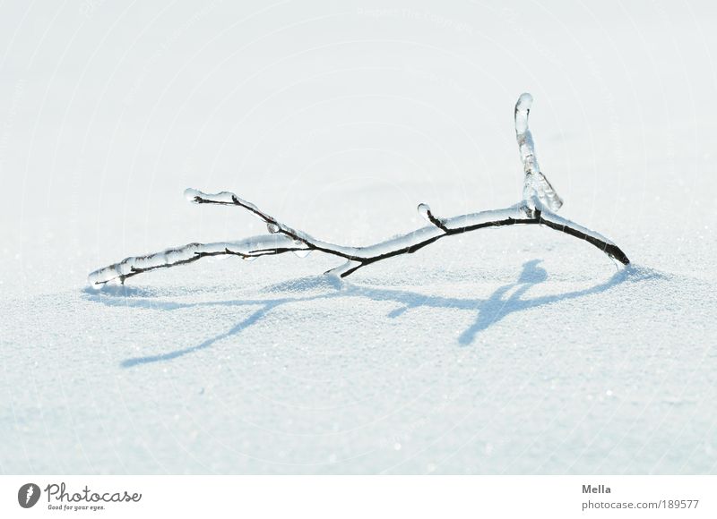 Full of winter Environment Nature Landscape Plant Winter Climate Climate change Weather Ice Frost Snow Branch Lie Bright Cold Natural White Moody Purity Bizarre