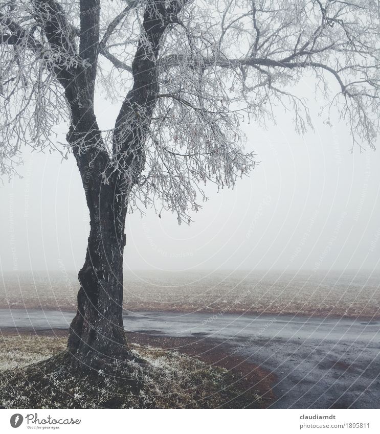 winter linden Environment Nature Landscape Plant Sky Winter Bad weather Fog Ice Frost Tree Lime tree Field Cold Beautiful Gray White Loneliness Grief Sadness