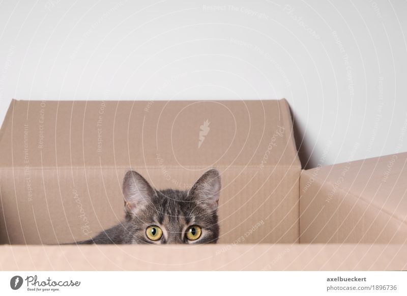 Cat in carton Animal Pet Animal face 1 Baby animal Observe Playing Eyes Cardboard Cardboard box Hiding place Hide Fear Looking Surveillance Domestic cat Gray
