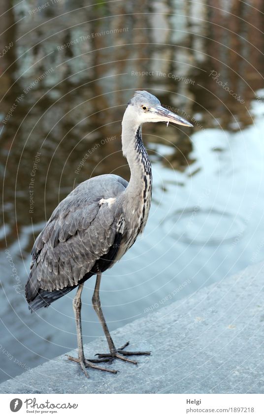 Orientation. Am I in the right place? Environment Animal Water Beautiful weather Amsterdam Port City Downtown Wild animal Bird Grey heron 1 Stone Looking Stand