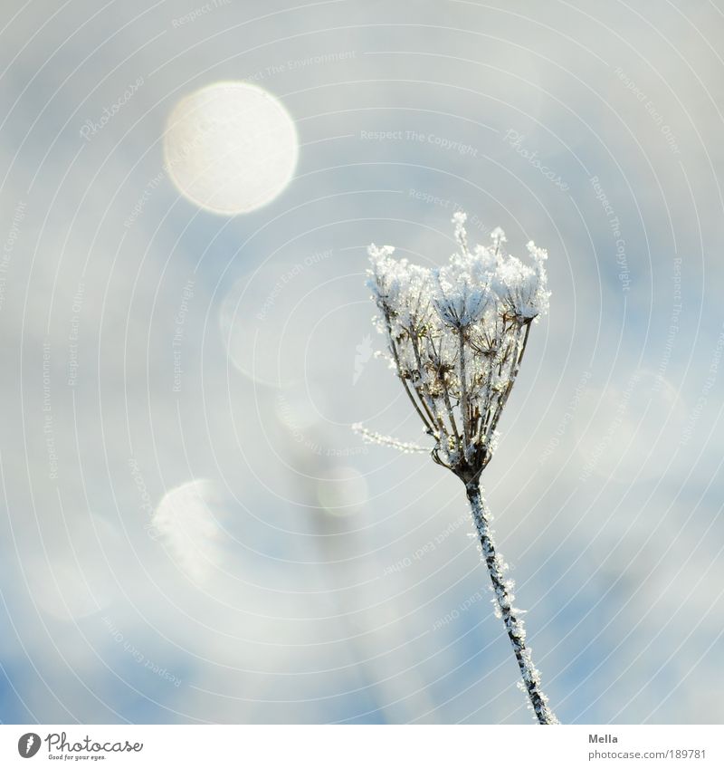 Still cold Environment Nature Plant Sunlight Winter Climate Climate change Weather Ice Frost Snow Grass Blossom Freeze Glittering Cold Natural White Moody