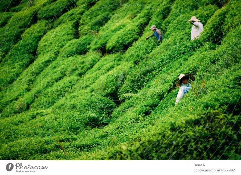 Pickers working in a tea plantation in Malaysia Human being Work and employment Sustainability Nature Tradition Environment Asia Farmer Malaya Bushes Harvest