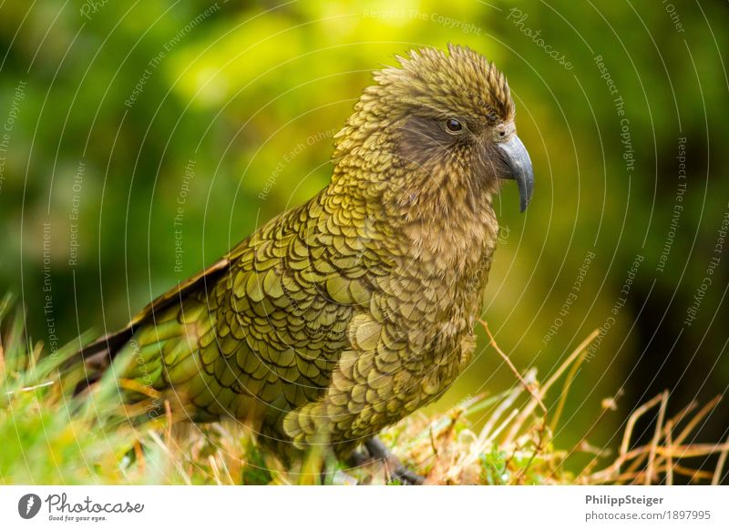 Kea Portrait Nature Spring Summer Climate Beautiful weather Animal Wild animal Bird Wing kea 1 Esthetic Brash Curiosity Cute Beak Fjordlands wildlife Feather