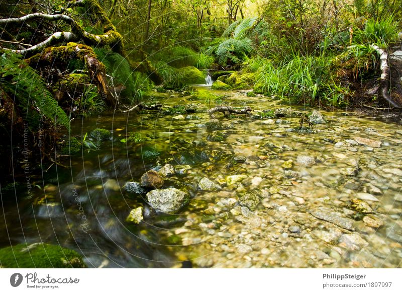 Small stream in New Zealand's rainforests II Environment Nature Landscape Plant Water Summer Autumn Climate Tree Grass Bushes Moss Fern Leaf Foliage plant