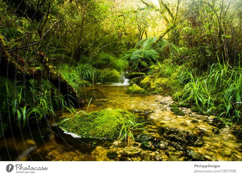 Small stream in New Zealand's rainforests Nature Landscape Plant Water Summer Autumn Climate Tree Grass Bushes Moss Fern Leaf Foliage plant Wild plant Exotic