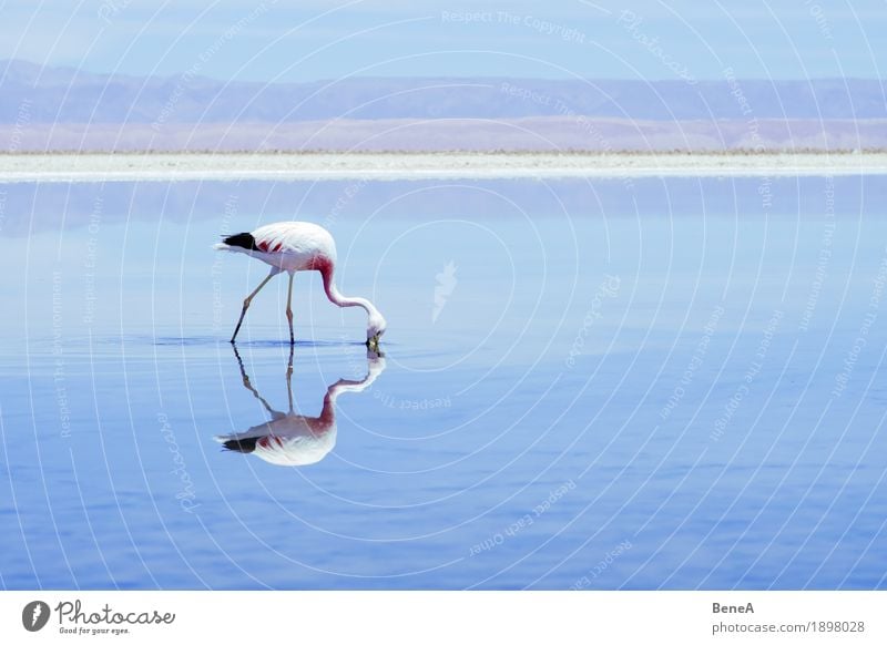 Flamingo seeks food in a salt lake in the Atacama Desert Pink Loneliness Discover Exotic Horizon Nature Environment Salar de Atacama Chile Salt Lake Andes